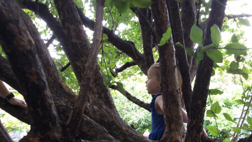 Child playing in Tree